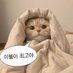 꾸꾸 (@gguggu_cat) Twitter profile photo 꾸꾸 (@gguggu_cat) Twitter profile photo