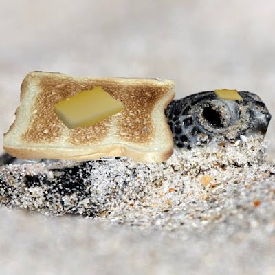 TurtleToastEB's profile picture. 