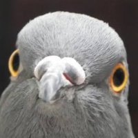 Clair Pouros (@pouros28208) 's Twitter Profile