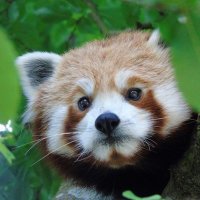 Degen Panda (@thepandadegen) 's Twitter Profile