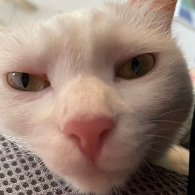 ねこ2匹と暮らす30代限界独身会社員（女）/一生彼氏も結婚もできる気がしないが婚活開始→休会中/テニス、お笑い、韓国エンタメ(主にスジュ)が好き/ダイエット中