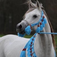 المجااال ❤️‍🔥☘️💎 (@almjl2) 's Twitter Profile