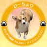 CogiCogiSunSun's profile picture. 2022/7/7生の♀コーギー。息子にぃの為なら身を挺して忠犬ひーちょりになります😅得意技は🍞ケツアタック💥、🥖ボディクラッシュ💥飼い主は自称コギケツマニア🍑たまに過激に毒づきますが、それはスルーして下さい😅コーギー讃歌はあくまでも飼い主の独断と偏見のフィクションです😁