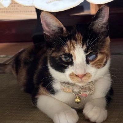 山のハウスで個人で猫を保護しています🐱猫たちのずっとのお家を探しています🏠お家がまだ決まらない子達の情報や、お家が決まった子達の嬉しい報告、譲渡会の情報をupしていく予定です♡