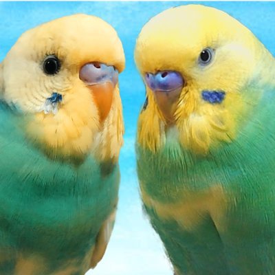 セキセイインコのひーちゃん♂とはく♀、その子供りんちゃん♀ふうちゃん♂すいちゃん♀計5羽の飼い主です☺
YouTube【ひーはくちゃんねる】に動画をあげています!
SUZURI→https://t.co/tUS3MPRu1J