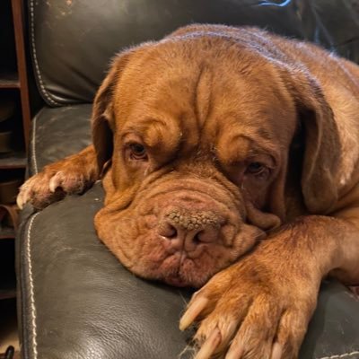 MyDogsCoolThanU's profile picture. My Dog is cooler than your Dog