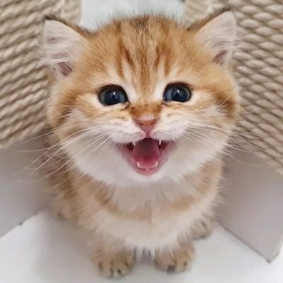 始めたばかりですが仲良くしてください😊
ポケカ集め！オリパ好き！