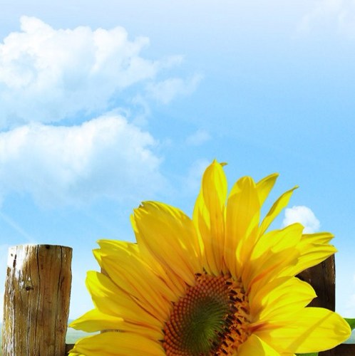 CaroppiFelice's profile picture. 