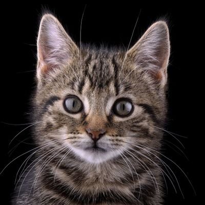 JaMeS_PeAt_In's profile picture. ⛺ #camper4life