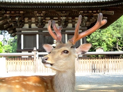 鹿CERFがお届けする奈良観光案内。東大寺、法隆寺、長谷寺は言うに及ばず、奈良県内の穴場観光スポットを隈なくご紹介。古墳探訪も有り！