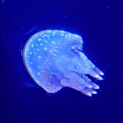 しおりさんのプロフィール画像
