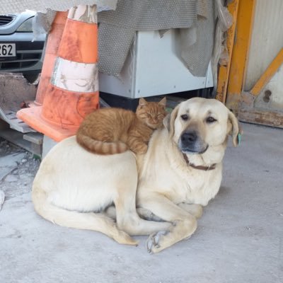 seni severdim hüznün koynumda