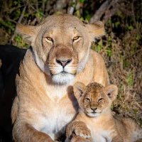 sadiq (@sadiq1924857) 's Twitter Profile