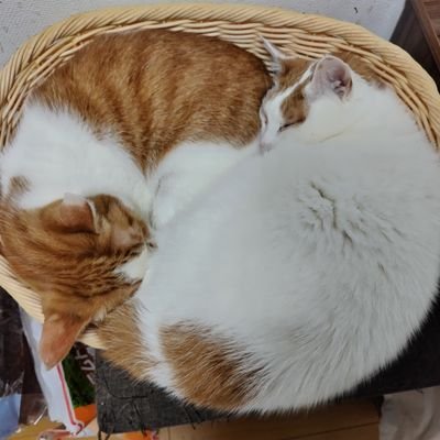 sunameriiii's profile picture. 顔濃い夫🧑とその濃さを全く受け継がなかった息子🧒保護猫2にゃん🐱と暮らす元銀行員30代。生まれも育ちも横浜。

映画（午後ロー　アマプラ）と料理の感想多め。しまむらコラボ服ユニクロGU購入記録（162/56サマー骨格ウェーブ）

たまに口悪くてすみません。