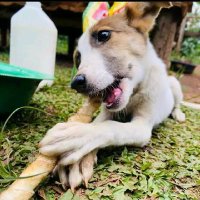 Petcare Centre (@petcare_centre) 's Twitter Profile