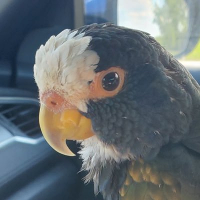 PacoBird66's profile picture. opinions are my own.