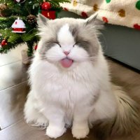 candy (@aaxccc777) 's Twitter Profile