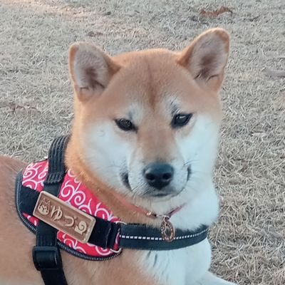 yuzu_shiba1125 Profile Picture