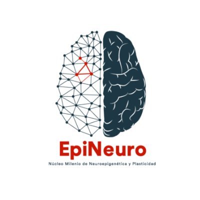 Somos el Núcleo Milenio de Neuroepigenética y Plasticidad (EpiNeuro) 🧠 de @centrosanid y alojado en la @uandresbello, @ucn_coquimbo y @uvalpochile.