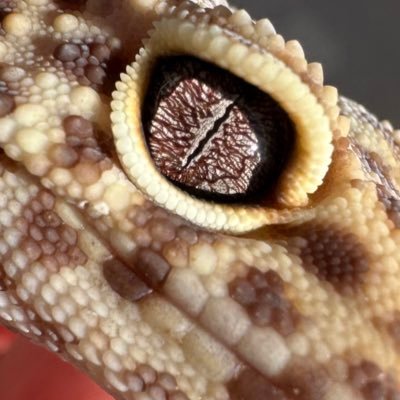 otatsu68936809's profile picture. 山男柴犬　 ボールパイソンの日常🐍✨