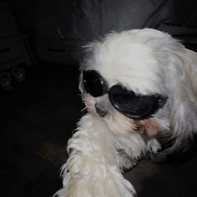 DuffLouison's profile picture. 23 yo biologist, GM 800 LP Peak, he/his