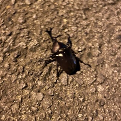 関東　♂