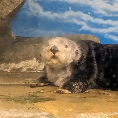 ms_seaotter_'s profile picture. @ms875_1202 のラッコアカウントです。
アイコンはマリンワールドのリロくん、ヘッダーは鳥羽水族館のメイちゃん、キラちゃん

鳥羽水族館、マリンワールド、両方年パス所持

ラッコ吸ってないと生きていけなくなりました🦦
ラッコは沼🦦