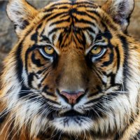 Joe Viani (@vianijoe) 's Twitter Profile Photo