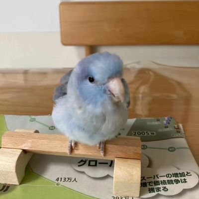 bigroad_katsu's profile picture. 2023.11.22産まれ　♂
マメルリハの「おと」君です。
ｺﾊﾞﾙﾄﾐｽﾃｨというカラーで
元気いっぱいな子なので
よろしくお願いします(*^^*)