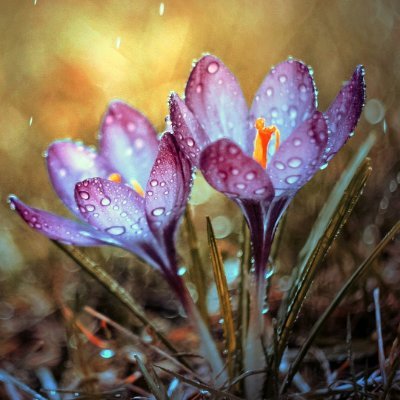 vijaymohankrish's profile picture. 