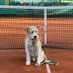 hanne (@tennisundhund) Twitter profile photo