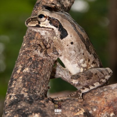 Research, and News from South American Journal of Herpetology.