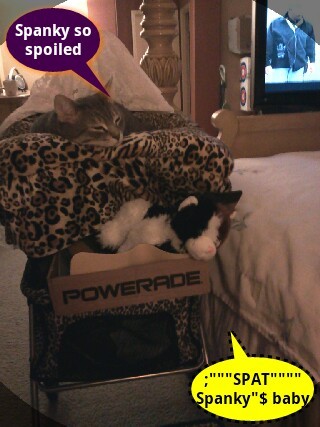 dora81's profile picture. I'm a 28 year old housewife and mother that loves her life! I love my cat Spanky! My husband is the most awesome man! And my daughter Ashley is amazing !