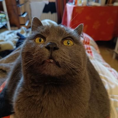 DBoulgakov's profile picture. 