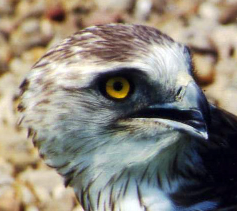 domingomanchon's profile picture. Simplemente resistiendo