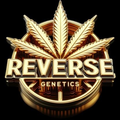 ⛽️❄️PREMIUM CANNABIS SEEDS❄️⛽️
⛔️ NOTHING FOR SALE ⛔️
😀 POSITIVE VIBES 😀
⚠️ For Educational & Viewing Purposes Only ⚠️
🔥🔥🔥🔥🔥 🇨🇦 x 🇺🇸 🔥🔥🔥🔥🔥