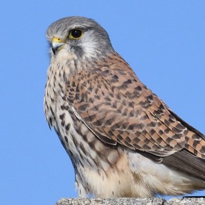 田舎育ちの自然大好き人 コロナ禍で野鳥撮影に目覚め、野鳥や昆虫を撮っています。 撮影も探鳥も初心者🔰なので悪しからず！