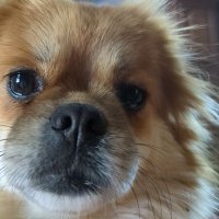 UnfilteredVoice (@chirpw47870) 's Twitter Profile