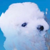 CHILI (@chiliisok) 's Twitter Profile