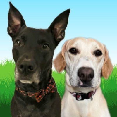 Hi!Hi! We are Rescue Dogs 🐺Apollo (black, 7) mama’s #HearingDog ^..^ 🦮Ariel (blonde, 1) Disney princess pup undergoing heartworm treatment @ Gma’s🥺