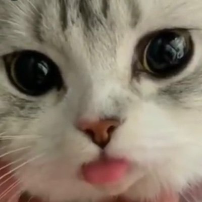 Cats, Art, Minecraft, V-Tubers and Games