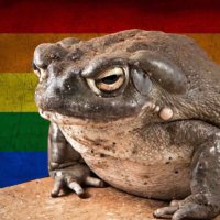 Gay Toad(@GayToad_3) 's Twitter Profile Photo