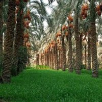 ترند (@adhkrbd) 's Twitter Profile