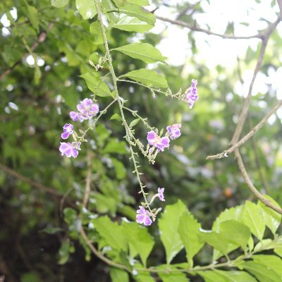 Dj83860725's profile picture. 