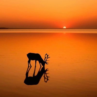 60ktown519's profile picture. TÜRK™