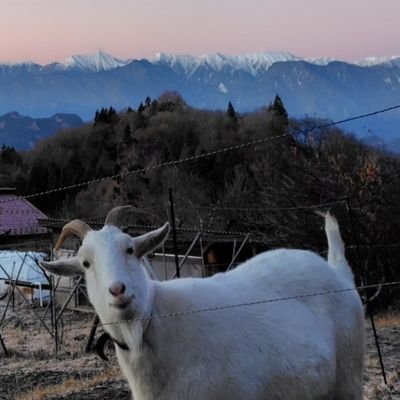 2022.4～ 突如としてインド料理を作り始めたヤギ飼い。山村標高1,000m付近。食材も可能な限り自給自足。日々の山暮らし、ヤギ、初心者なりのインド料理作りの所感などを呟く。
2023年11月、3年振り民泊Airbnbホスト再開。
時折山を降り街のインド料理店に足を運ぶ🎈2024.5.18ナマステ信州麻績村開催🎈