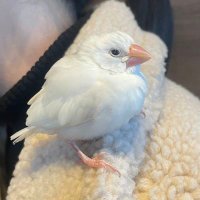 かーびい (@kirby_0101) 's Twitter Profile