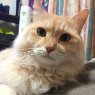basskogeinin's profile picture. お笑いが大好きだぜ‼️