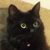 吾輩は黒猫(=ↀωↀ=)である🐾🏎️👑 (@zweite_katze) 's Twitter Profile