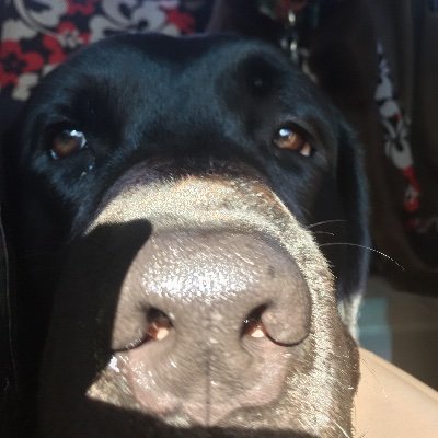 Mona4Trump's profile picture. 